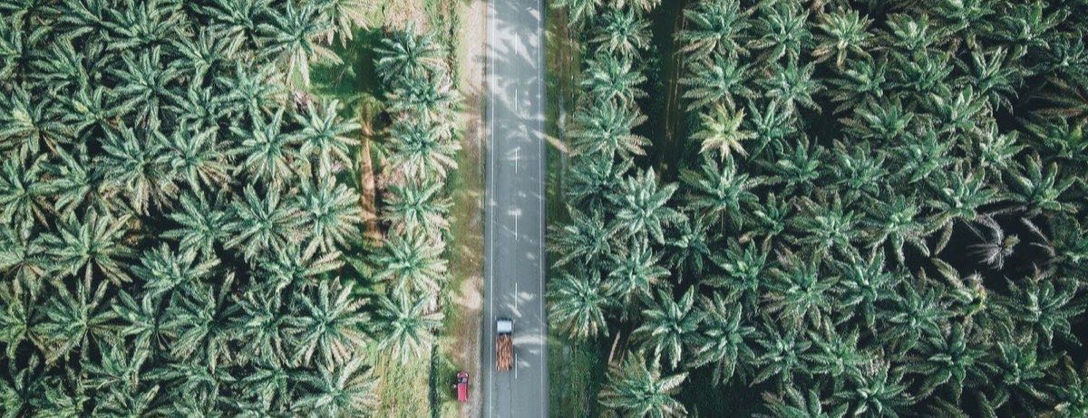 Jalan di tengah perkebunan sawit